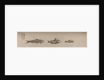 Various fish specimens by Unknown