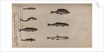 Various fish specimens by Unknown