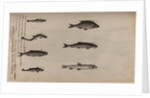 Various fish specimens by Unknown