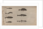 Various fish specimens by Unknown