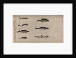 Various fish specimens by Unknown