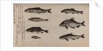 Various fish specimens by Unknown