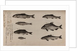 Various fish specimens by Unknown