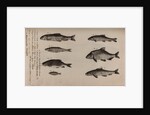Various fish specimens by Unknown
