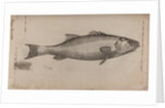 Bass by Unknown