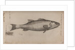 Bass by Unknown