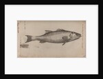 Bass by Unknown