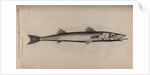Barracudina by Unknown