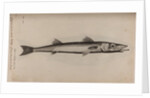 Barracudina by Unknown