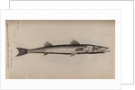 Barracudina by Unknown