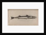 Barracudina by Unknown