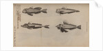Various fish specimens by Unknown