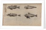 Various fish specimens by Unknown