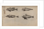 Various fish specimens by Unknown