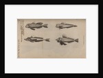 Various fish specimens by Unknown