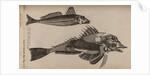 Gurnard by Unknown