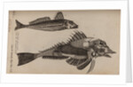 Gurnard by Unknown