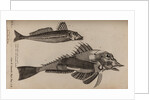 Gurnard by Unknown