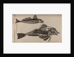 Gurnard by Unknown