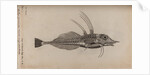 Piper gurnard by Unknown
