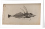Piper gurnard by Unknown