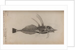 Piper gurnard by Unknown