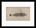 Piper gurnard by Unknown