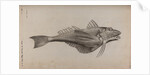 Tub gurnard by Unknown
