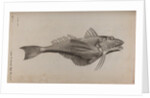 Tub gurnard by Unknown