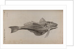Tub gurnard by Unknown