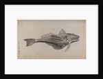 Tub gurnard by Unknown