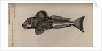 Gurnard by Unknown
