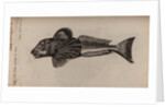 Gurnard by Unknown