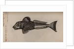Gurnard by Unknown