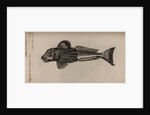 Gurnard by Unknown