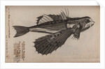 Flying fish by Unknown