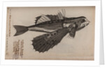 Flying fish by Unknown
