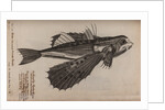 Flying fish by Unknown