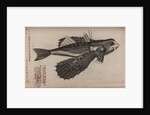 Flying fish by Unknown