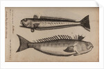 Weeverfish by Unknown
