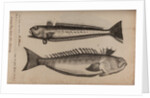 Weeverfish by Unknown