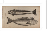 Weeverfish by Unknown