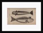 Weeverfish by Unknown