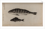 Perch by Unknown