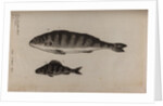 Perch by Unknown
