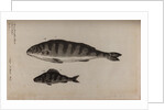 Perch by Unknown