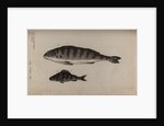 Perch by Unknown
