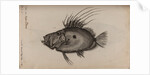 John dory by Unknown