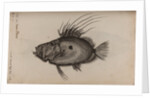 John dory by Unknown