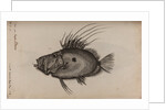 John dory by Unknown